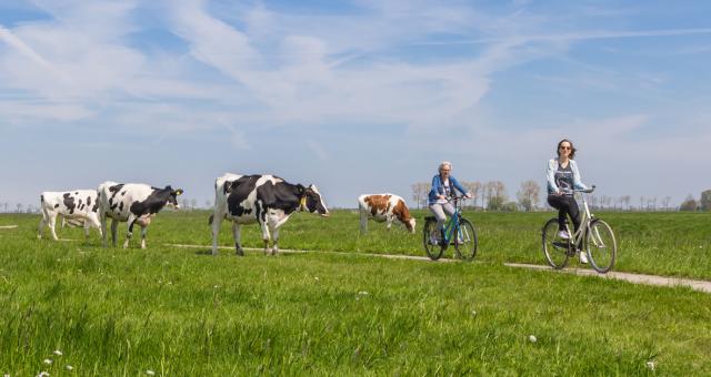 Two people cycling through a field with cows