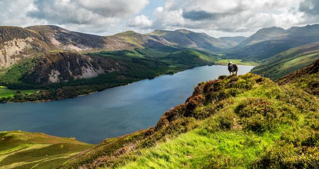 A sheep on a hill looks out over a large lake